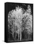 Grove of Aspen Trees (Populus Tremuloides), in Late Afternoon-David Epperson-Framed Stretched Canvas