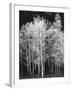 Grove of Aspen Trees (Populus Tremuloides), in Late Afternoon-David Epperson-Framed Photographic Print