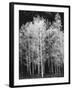 Grove of Aspen Trees (Populus Tremuloides), in Late Afternoon-David Epperson-Framed Photographic Print