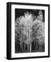 Grove of Aspen Trees (Populus Tremuloides), in Late Afternoon-David Epperson-Framed Photographic Print