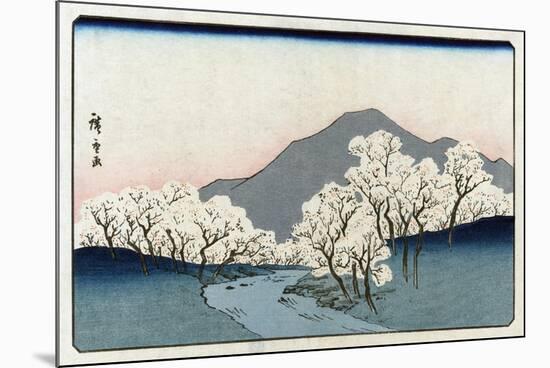 Grove of Cherry Trees, Japanese Wood-Cut Print-Lantern Press-Mounted Art Print