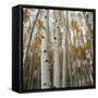 Grove of Coloful Aspens in Fall-Micha Pawlitzki-Framed Stretched Canvas