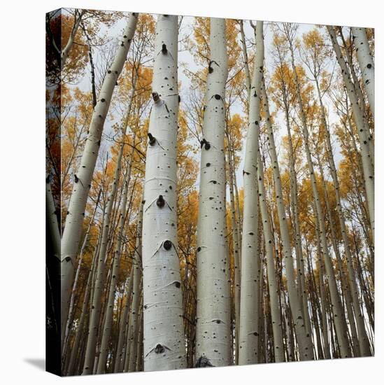 Grove of Coloful Aspens in Fall-Micha Pawlitzki-Stretched Canvas