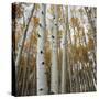 Grove of Coloful Aspens in Fall-Micha Pawlitzki-Stretched Canvas