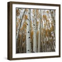 Grove of Coloful Aspens in Fall-Micha Pawlitzki-Framed Photographic Print