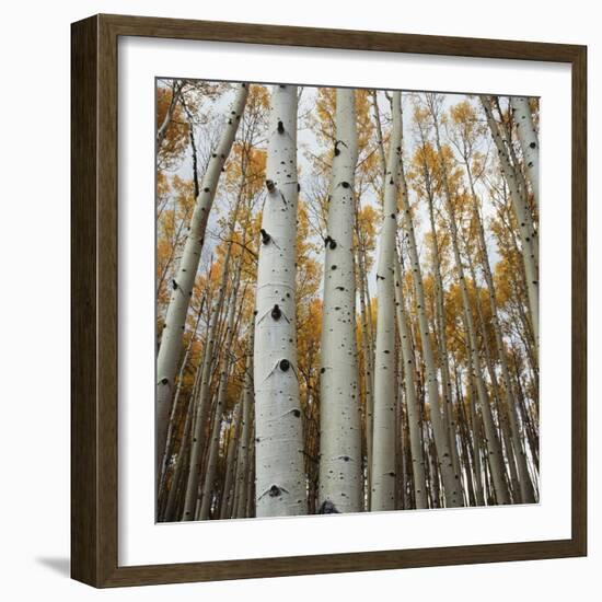 Grove of Coloful Aspens in Fall-Micha Pawlitzki-Framed Photographic Print