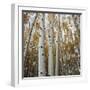 Grove of Coloful Aspens in Fall-Micha Pawlitzki-Framed Photographic Print