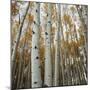 Grove of Coloful Aspens in Fall-Micha Pawlitzki-Mounted Photographic Print