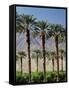 Grove of Date Palms, Coachella, California, USA-Walter Bibikow-Framed Stretched Canvas