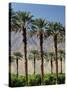 Grove of Date Palms, Coachella, California, USA-Walter Bibikow-Stretched Canvas