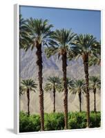 Grove of Date Palms, Coachella, California, USA-Walter Bibikow-Framed Photographic Print