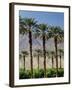 Grove of Date Palms, Coachella, California, USA-Walter Bibikow-Framed Photographic Print