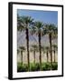 Grove of Date Palms, Coachella, California, USA-Walter Bibikow-Framed Photographic Print