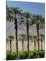 Grove of Date Palms, Coachella, California, USA-Walter Bibikow-Mounted Photographic Print