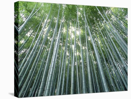 Grove of Japanese Bamboo-null-Stretched Canvas