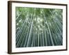 Grove of Japanese Bamboo-null-Framed Photographic Print