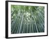 Grove of Japanese Bamboo-null-Framed Photographic Print