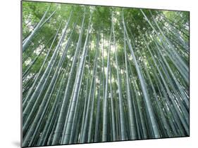 Grove of Japanese Bamboo-null-Mounted Photographic Print
