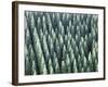 Grove of Japanese cedar trees, full frame, Hita city, Oita prefecture, Japan-null-Framed Photographic Print
