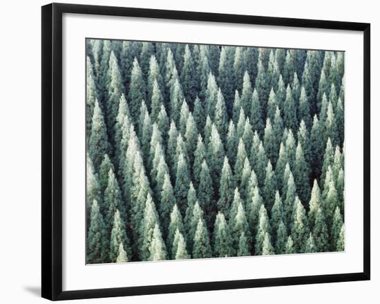 Grove of Japanese cedar trees, full frame, Hita city, Oita prefecture, Japan-null-Framed Photographic Print