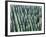 Grove of Japanese cedar trees, full frame, Hita city, Oita prefecture, Japan-null-Framed Photographic Print