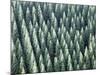 Grove of Japanese cedar trees, full frame, Hita city, Oita prefecture, Japan-null-Mounted Photographic Print