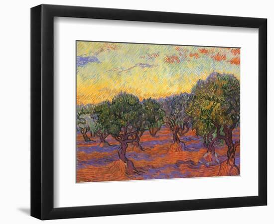 Grove of Olive Trees, 1889-Vincent van Gogh-Framed Giclee Print