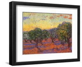 Grove of Olive Trees, 1889-Vincent van Gogh-Framed Giclee Print