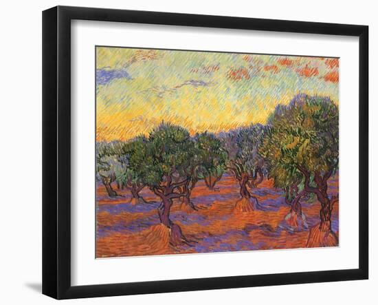 Grove of Olive Trees, 1889-Vincent van Gogh-Framed Premium Giclee Print