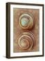 Grove Snails-Den Reader-Framed Photographic Print