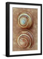 Grove Snails-Den Reader-Framed Photographic Print