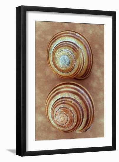 Grove Snails-Den Reader-Framed Photographic Print