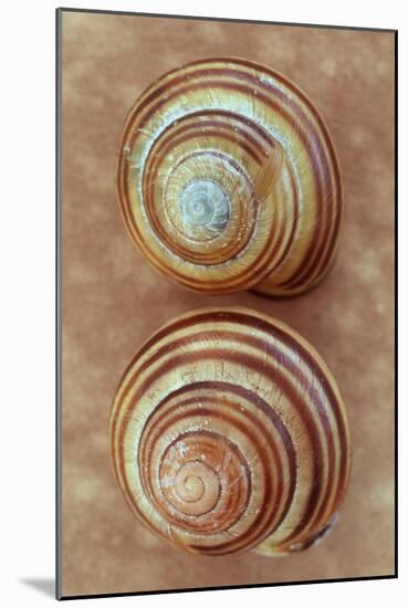 Grove Snails-Den Reader-Mounted Photographic Print