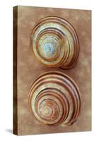 Grove Snails-Den Reader-Stretched Canvas