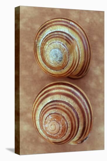 Grove Snails-Den Reader-Stretched Canvas