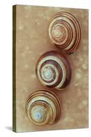 Grove Snails-Den Reader-Stretched Canvas