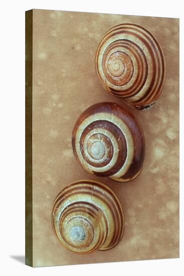 Grove Snails-Den Reader-Stretched Canvas