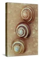 Grove Snails-Den Reader-Stretched Canvas