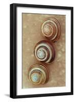 Grove Snails-Den Reader-Framed Photographic Print