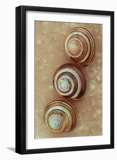 Grove Snails-Den Reader-Framed Photographic Print