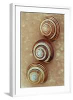 Grove Snails-Den Reader-Framed Photographic Print