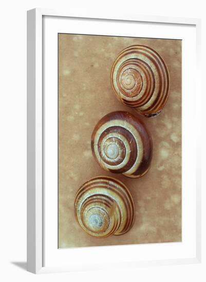 Grove Snails-Den Reader-Framed Photographic Print