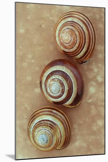 Grove Snails-Den Reader-Mounted Photographic Print