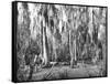 Groves of Oak and Cypress-null-Framed Stretched Canvas