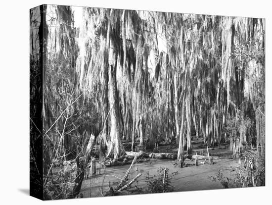 Groves of Oak and Cypress-null-Stretched Canvas