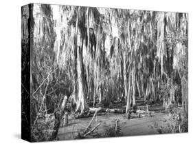 Groves of Oak and Cypress-null-Stretched Canvas