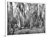 Groves of Oak and Cypress-null-Framed Photographic Print