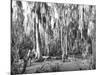 Groves of Oak and Cypress-null-Mounted Photographic Print