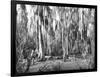 Groves of Oak and Cypress-null-Framed Photographic Print