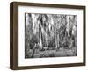 Groves of Oak and Cypress-null-Framed Photographic Print